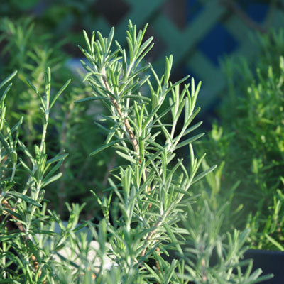 Herb Collection - Set of 5 in root developer pots