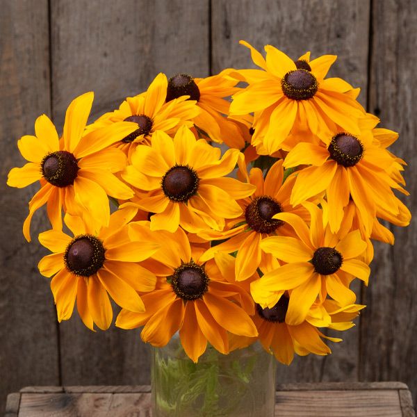 Rudbeckia, Marmalade (Certified Organic Seeds)
