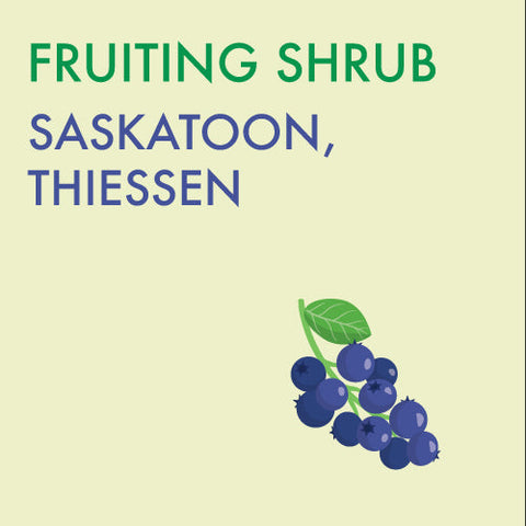 Saskatoon, 'Thiessen' - 2-gallon ORCHARD PREORDER FOR LATE MAY 2024