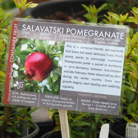 Live Plant - Salvatski Pomegranate (Punica granatum)