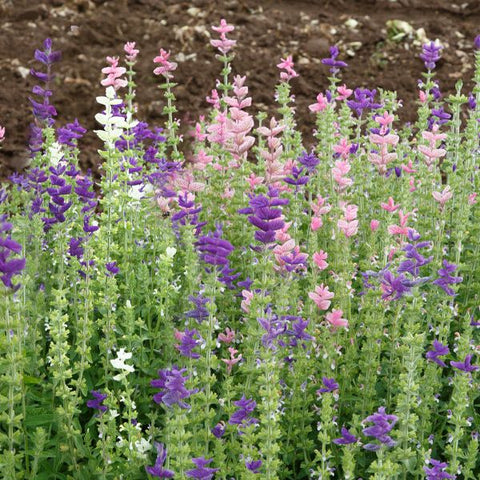 Salvia, Painted Sage (Certified Organic Seeds)