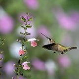 Pollinator Plant Collection - Set of 5 in root developer pots