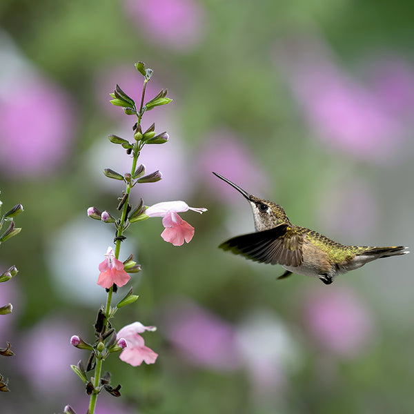 Pollinator Plant Collection - Set of 5 in root developer pots
