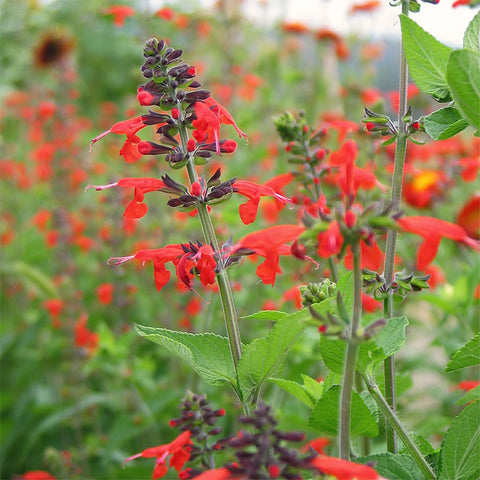 Salvia, Texas Hummingbird (Organically Grown Seeds)