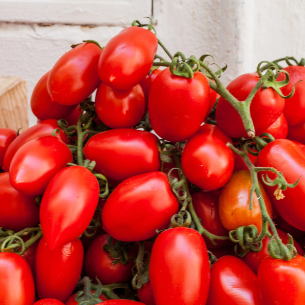 San Marzano Tomato Collection - Set of 5 in root developer pots