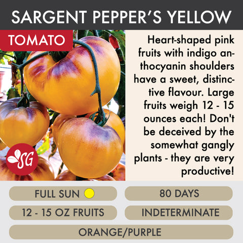 Sgt. Pepper's Yellow - Tomato Plant Pre-Order 2026