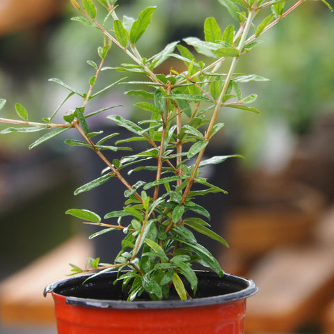 Live Plant - Salvatski Pomegranate (Punica granatum)