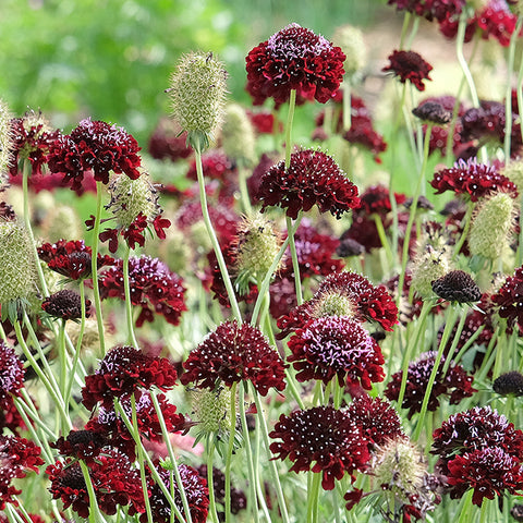 Scabiosa, Black Knight (Organically Grown Seeds)