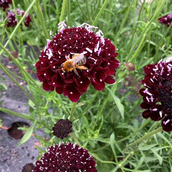 Scabiosa, Dark Knight (Certified Organic Seeds)