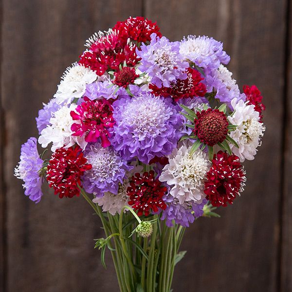 Scabiosa, Dynamic Mix (Certified Organic Seeds)