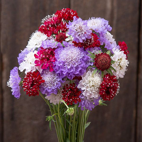 Scabiosa, Dynamic Mix (Certified Organic Seeds)
