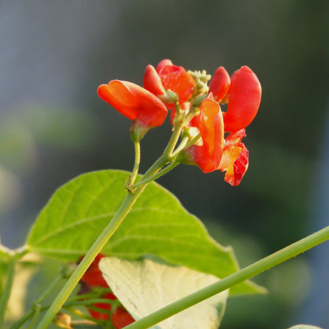 Bean (Pole), Scarlet Emperor (Naturally Grown Seeds)