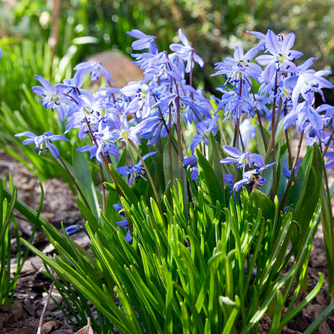Fall Flower Bulbs 2026 - Scilla sciberica (Siberian Squill)