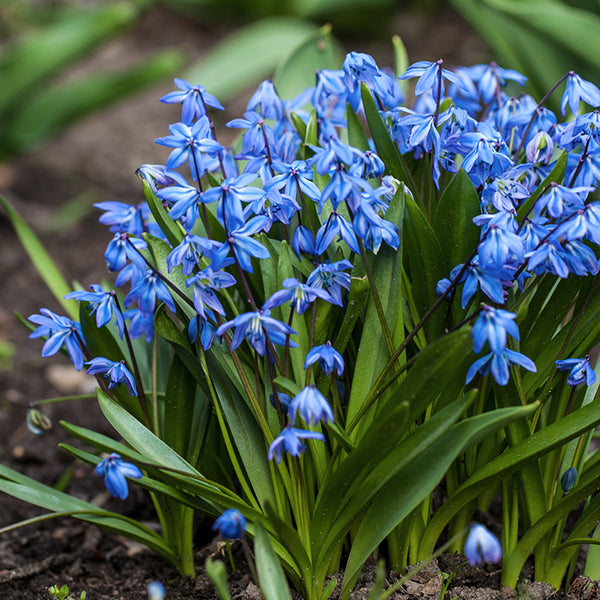 Bulbs - Siberian Squill 'Spring Beauty' - PREORDER FOR FALL 2024