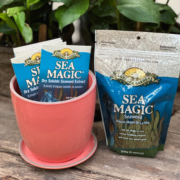 Sea Magic Kelp