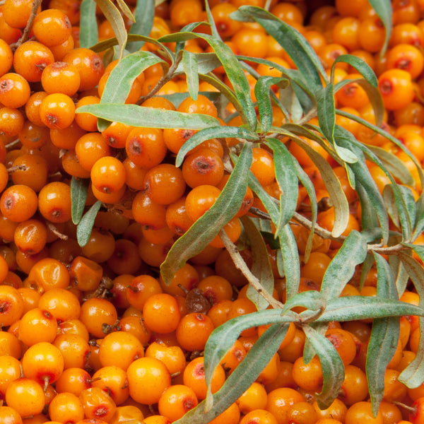 Seabuckthorn, Orange Energy (Female) (1-gallon)