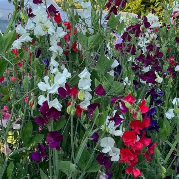 Sweet Pea, Royal Choice Mix (Organically Grown Seeds)