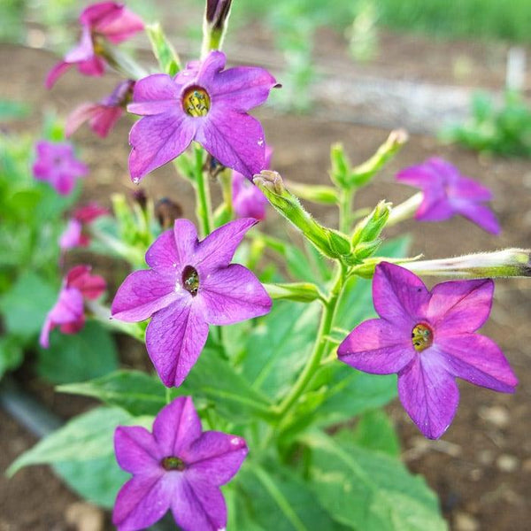 Nicotiana, Purple Perfume (Organically Grown Seeds)