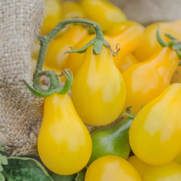 Tomato (Cherry), Yellow Pear (Organically Grown Seeds)