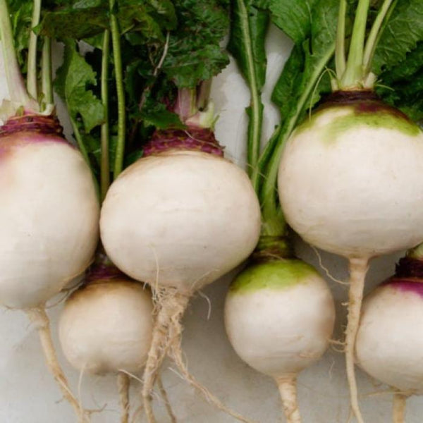 Turnip, Aprovecho Hardy (Organically Grown Seeds)