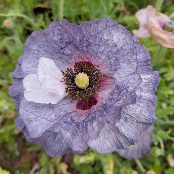 Poppy (Shirley), Amazing Grey