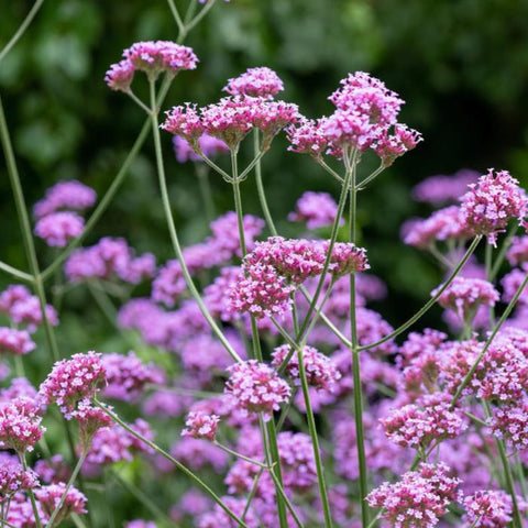 Verbena bonariensis (Organically Grown Seeds)