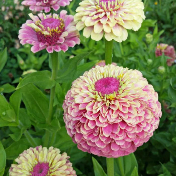 Zinnia, Queeny Lime Blush (Organically Grown Seeds)