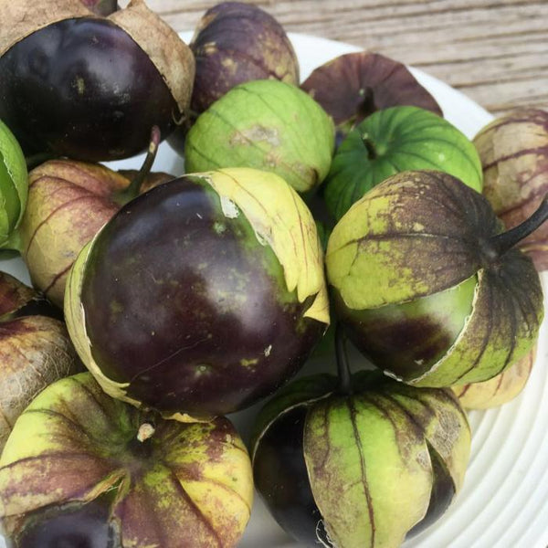 Tomatillo, Purple (Certified Organic Seeds)