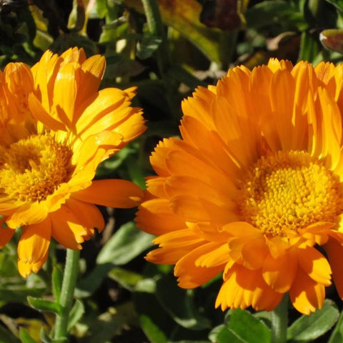 Calendula, Erfurter (Certified Organic Seeds)