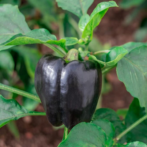 Pepper (Sweet), Purple Beauty (Organically Grown Seeds)