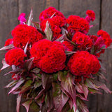 Celosia, Red Flame (Certified Organic Seeds)