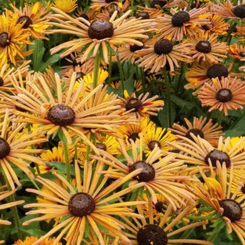 Rudbeckia, Chim Chiminee (Organically Grown Seeds)