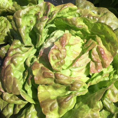 Lettuce (Butterhead), Pirat (Certified Organic Seeds)