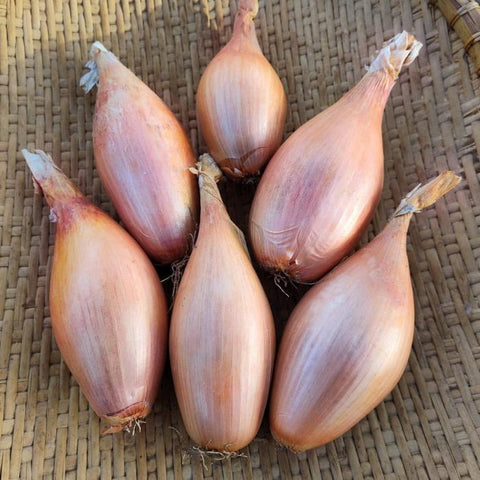 Shallot, Zébrune (Cuisse de Poulet du Poitou) (Organically Grown Seeds)