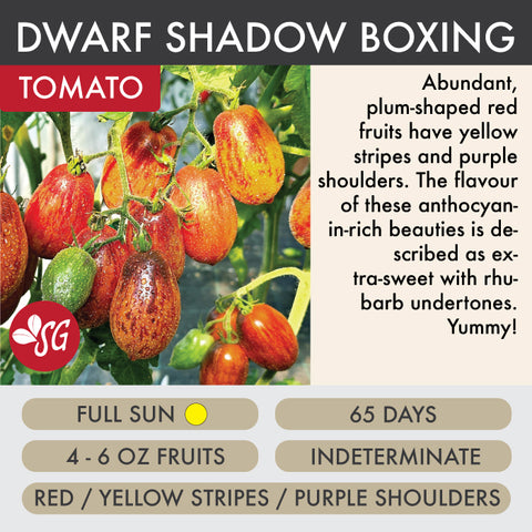 Shadow Boxing Dwarf - Tomato Plant Pre-Order 2026