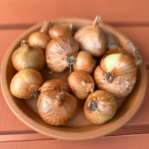 Shallot Sets - Organic/MB Grown (Organically Grown Sets)