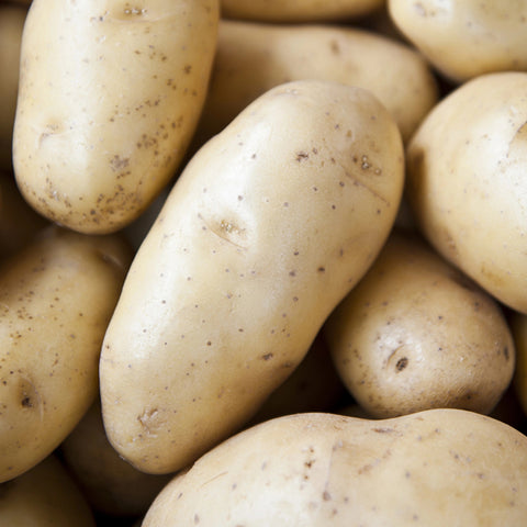 Seed Potato - Shepody (Certified Organic)