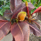 Live Plant - Banana, Siam Ruby