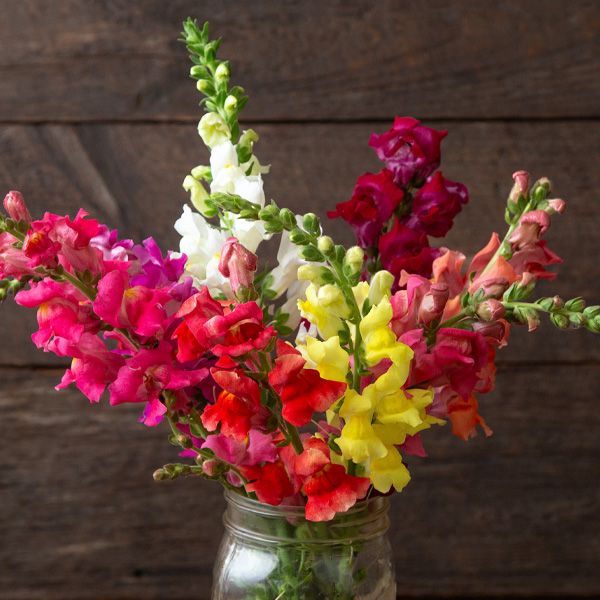 Snapdragon, Bertrand's Giant Mix (Certified Organic Seeds)