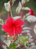 Live Plant - Hibiscus, Snow Queen (Hibiscus rosa-sinensis)