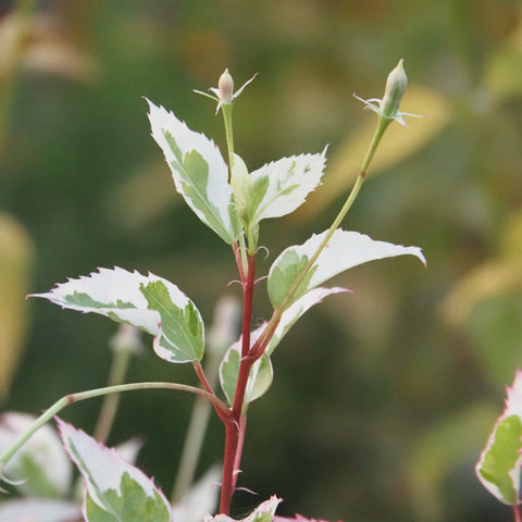 Live Plant - Hibiscus, Snow Queen (Hibiscus rosa-sinensis)