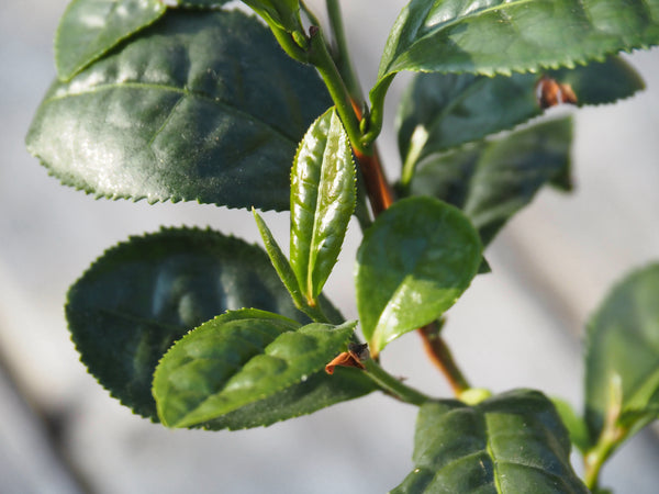 Live Plant - Sochi Green Tea Plant (Camellia sinensis)