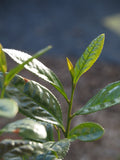 Live Plant - Sochi Green Tea Plant (Camellia sinensis)