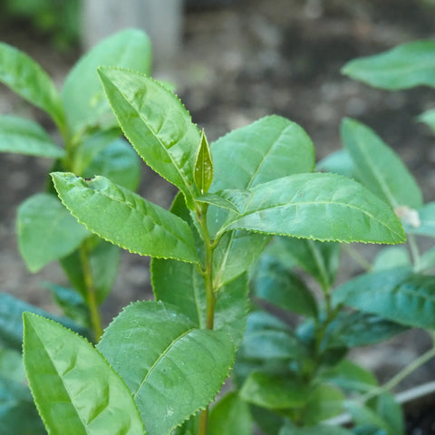 Live Plant - Sochi Green Tea Plant (Camellia sinensis)