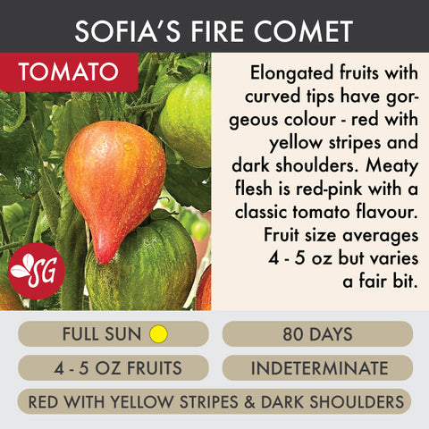 Sofia's Fire Comet - Tomato Plant Pre-Order 2026