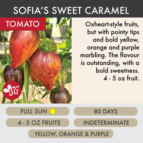 Sofia's Sweet Caramel - Tomato Plant Pre-Order 2026