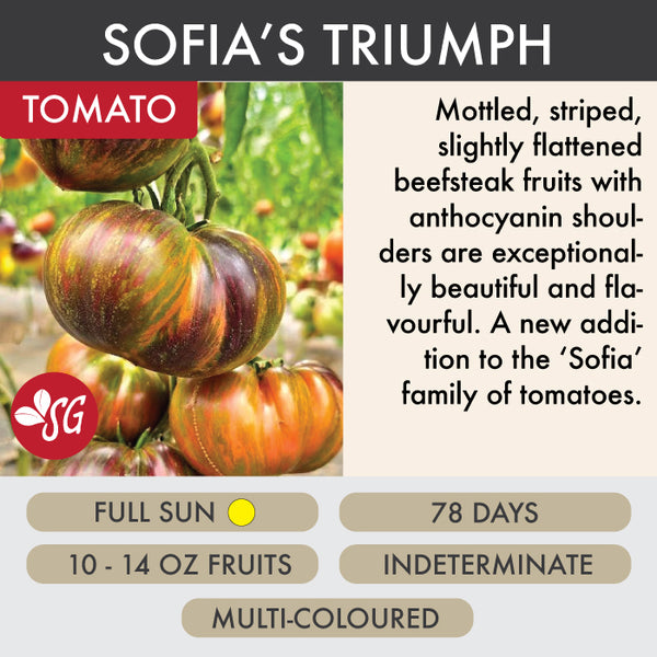 Sofia's Triumph - Tomato Plant Pre-Order 2026