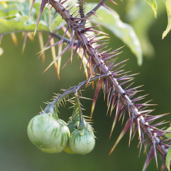 Workshop - Botanical Curiosities… Let’s Geek Out! (Saturday, October 26, 2024 - 11:00 am - 12:30 pm)