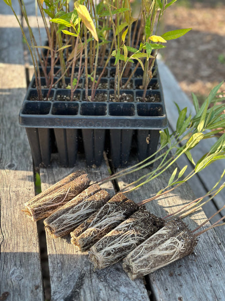 Soulmate Milkweed - Set of 10 in root developer pots