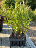 Soulmate Milkweed - Set of 10 in root developer pots